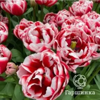 Тюльпан Драмлайн махровый поздний 4 шт