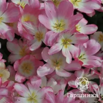 Тюльпан Дрим Клаб многоцветковый 5 шт