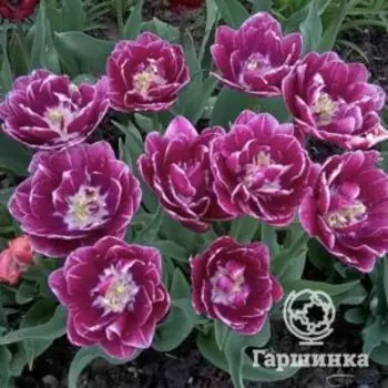 Тюльпан Дрим Тач махровый 2шт