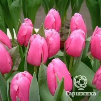 Тюльпан Джамбо Пинк Дарвина 5шт.
