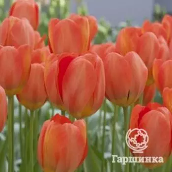 Тюльпан Джимми Триумф 5шт