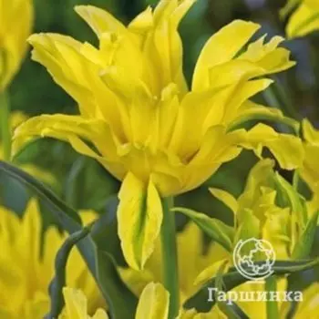 Тюльпан Еллоу Спайдер лилиецветный 5шт