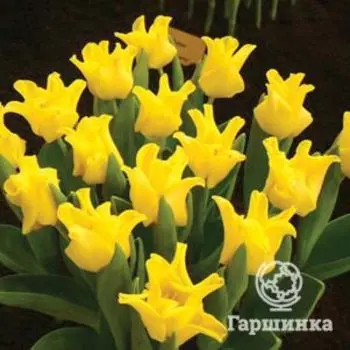 Тюльпан Елоу Краун Триумф 5шт.