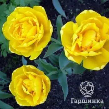 Тюльпан Елоу помпонет махровый 5шт