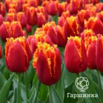 Тюльпан Фабио бахромчатый 5шт.