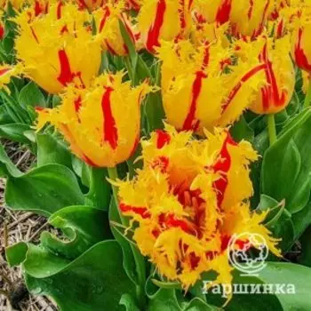 Тюльпан Фантом бахромчатый 3 шт