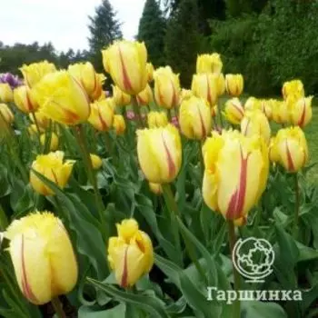 Тюльпан Фламенко бахромчатый 5шт.