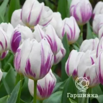Тюльпан Флэминг Флэг Триумф 5шт