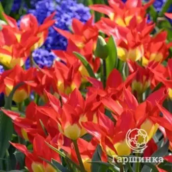 Тюльпан Флеймз Мистери Фостера 3шт