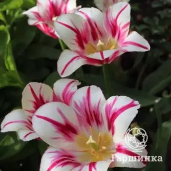 Тюльпан Флеминг Клаб многоцветковый 5шт