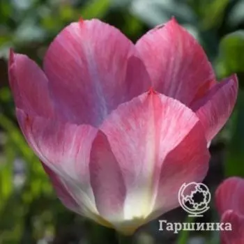 Тюльпан Флеминг Пурисима Фостера 5шт