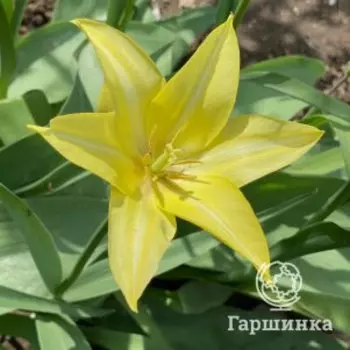 Тюльпан Флорин Шик лилиецветный 5 шт