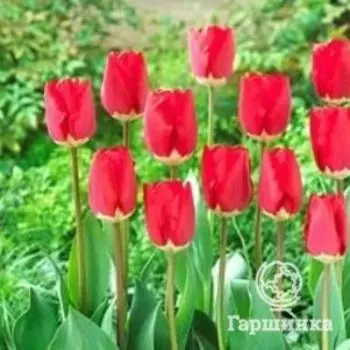 Тюльпан Фостери Кинг Дарвина 5шт.