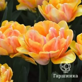 Тюльпан Фокси Фокстрот махровый ранний 5шт