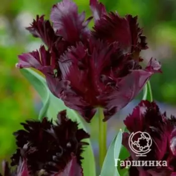 Тюльпан Фрозен Найт попугайный 4шт