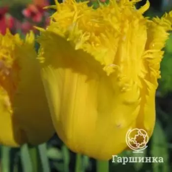 Тюльпан Гамильтон бахромчатый 5шт