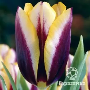 Тюльпан Гавота Триумф 5шт