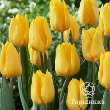 Тюльпан Голден Апельдорн 5 шт