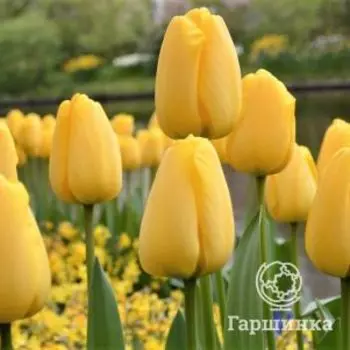 Тюльпан Голден Оксфорд Дарвина 5шт