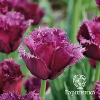 Тюльпан Горилла бахромчатый 5шт