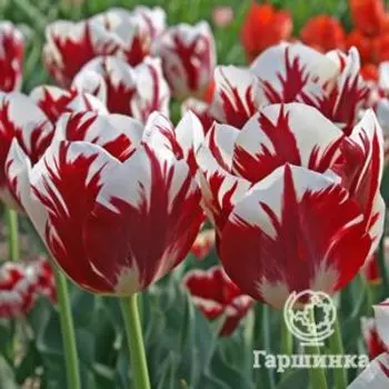 Тюльпан Гранд Перфекшн Триумф 5шт