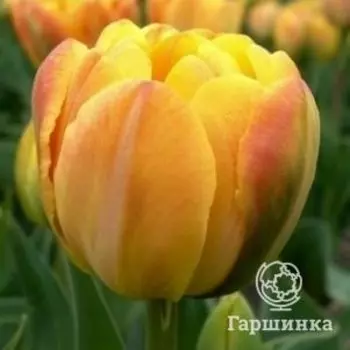 Тюльпан Гренни Эвард 5 шт