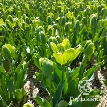 Тюльпан Грин Пауэр зеленоцветный 4 шт