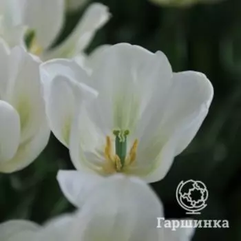 Тюльпан Грин Спирит зеленоцветный 4 шт