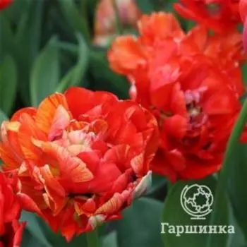 Тюльпан Гудошник Дабл махровый 5шт
