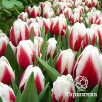 Тюльпан Гуус Папендрехт, Триумф 5 шт