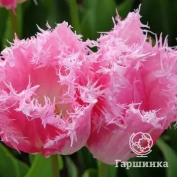 Тюльпан Хьюс Тен Бош бахромчатый 5шт.
