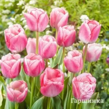 Тюльпан Хагс энд Киссес 5шт.