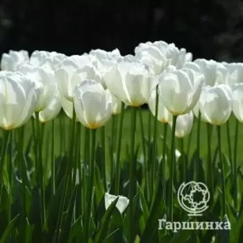 Тюльпан Хакун Дарвина 5шт