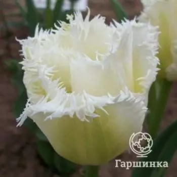 Тюльпан Ханимун бахромчатый 5шт.