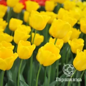 Тюльпан Характер Триумф 5шт.