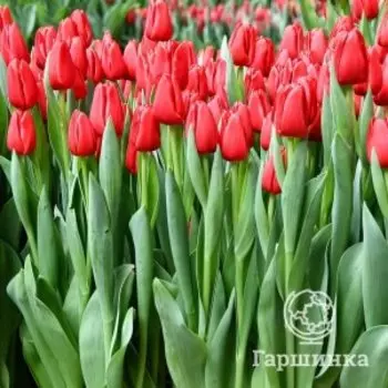 Тюльпан Хартбрейкер Триумф 5шт