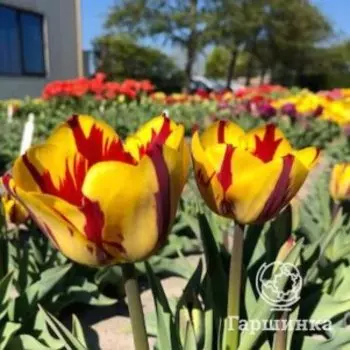 Тюльпан Хелмар Триумф 3 шт