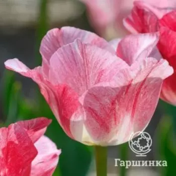 Тюльпан Хемисфер Триумф 5шт