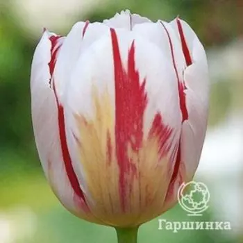 Тюльпан Хеппи Дженерейшн, Триумф 5 шт