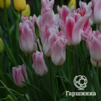 Тюльпан Холланд Чик лилиецветный 5шт