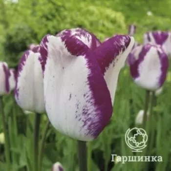 Тюльпан Хотпантс, Триумф 5 шт