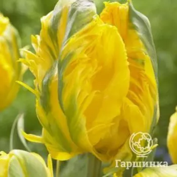 Тюльпан Игл Вингс попугайный 5шт