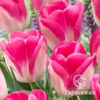 Тюльпан Иннуэндо Триумф 5шт