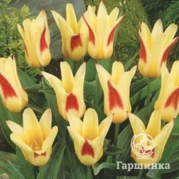 Тюльпан Иоганн Штраус Кауфмана 5шт