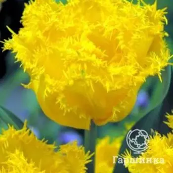 Тюльпан Экзотик Сан бахромчатые 5шт