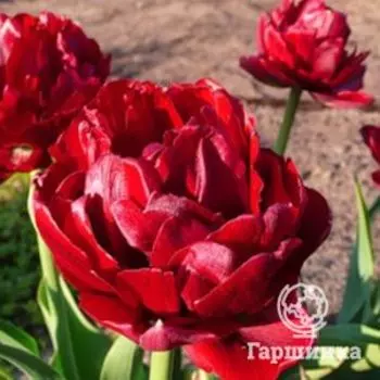 Тюльпан Эмблазон махровый 5шт