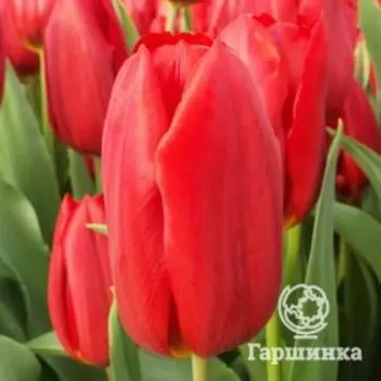 Тюльпан Эскейп Триумф 5шт.
