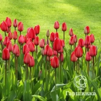 Тюльпан Канадиан Либрейтор Триумф 3 шт