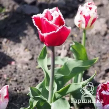 Тюльпан Канаста бахромчатый 5шт.