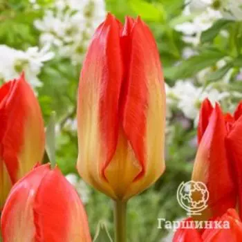 Тюльпан Кандела Фестивал Фостера 5шт,уп